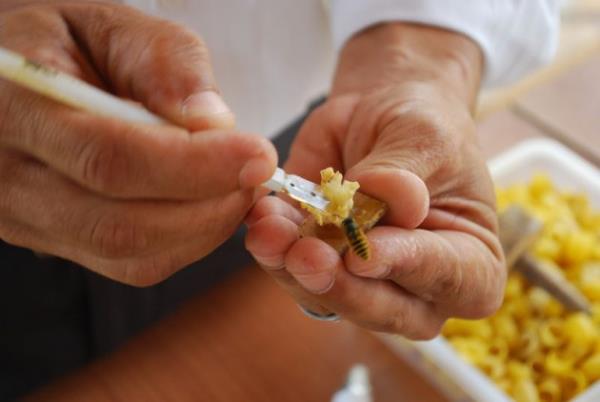 <p><b>OCUKLARDAK ETKS</b></p> -zellikle ocuk geliiminde, insan vcudunun ihtiya duyduu btn besinleri barndrd iin ok yararldr. ocuklarn zihinsel ve bedensel geliimlerini hzlandrr. Kas ve kemik geliimlerini destekler.