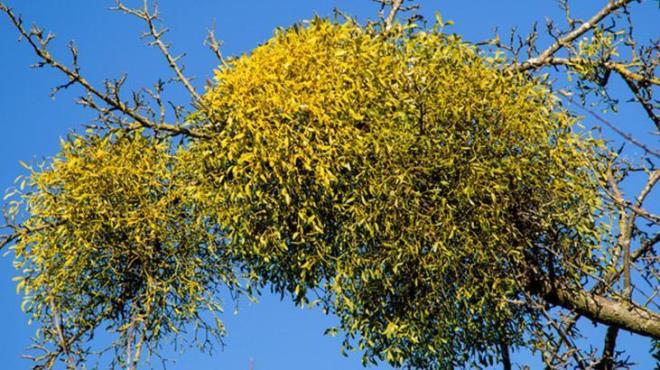 kse otunun nitrik oksit yolunu da yukar dzenledii bulunmutur. Kalbe nitrik oksit eksiklii kalp yetmezliine ve dier tehlikeli kalp rahatszlklarna yol aabilir.