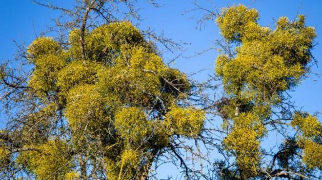 kse otu baklk sistemini hem uyarabildiini hem de dzenleyebildiini gsteren almalarla baklk uyarcsdr. Antioksidan, antibakteriyel ve antiviraldir. Vcudu savunmaya ve hastalklarla savamaya yardmc olur.