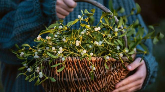 kse otu yzyllardr geleneksel olarak rahatlatc ve uyku iin bitkisel bir are olarak kullanld. Bu bitkinin kimyasal bileenleri, sinir sistemini sakinletiren ve yattran nrotransmitterlerin salnmn etkiler. Bu da salkl ve dinlendirici bir uykuya olanak tanr. Bylece gece horlama sorununuzun nne geebilirsiniz.