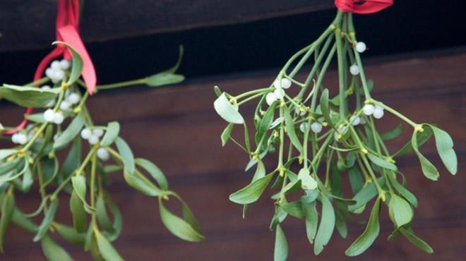 kse otu 'hipotansif' olarak snflandrlr, yani kan basncn drebilir. kse otu, gerginlik nedeniyle yeterli kan tedarikinden kesilmi blgelere kan dolam salar. Uzun sredir kesilmi, gerginlemi, zayflam veya hasar grm blgelere yeni kan ve kan ekeri getirirken, kardiyovaskler gerginlii ve kan basncn azaltr.