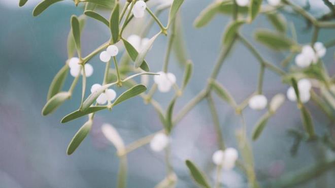 Kan basncn drme yetenei, kardiyovaskler sistem zerindeki basky nlemeye yardmc olur ve bu da ateroskleroza neden olabilecek atardamarlarn daralma olasln nler. Bu eylem koroner kalp hastal ve felleri nlemeye yardmc olabilir.