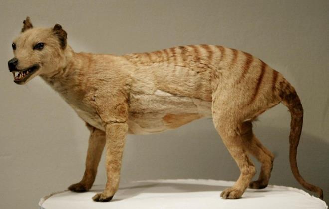3. TAZMANYA KAPLANI (THYLACINE)    Tazmanya kaplan ya da thylacine (Thylacinus cynocephalus), srtnn alt ksmnda izgileri olan kurt benzeri, etobur bir keselidir. Bir zamanlar, imdiki Avustralya'nn her yerinde yayordu. Tr, 2 bin ila 3 bin yl nce anakaradan kayboldu, ancak Tazmanya adasnda bir poplasyon varln srdrd.    19. yzyln sonlarnda, Tazmanya'daki ilk Avrupal yerleimciler, insanlarn iftlik hayvanlarnn doymak bilmez yrtclar olarak algladklar thylacine'ler iin bir dl koydular. Ardndan gelen katliamlar thylacine'lerin soyunun tkenmesine neden olmu ve son birey 1936 ylnda bir hayvanat bahesinde lmtr.