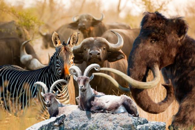 Bilimin geliimiyle birlikte nesli tkenmi canllarn aramza dnmesi an meselesi saylyor. Bu kapsamda ise yeniden diriltilebilecek 6 canl trn sizler iin derledik.    Bilim insanlar soyu tkenmi trleri yeniden diriltmenin eiine geldi. ?Yok olmaktan kurtarma? irketleri ve bilim insanlarna gre, ynl mamut, dodo ve thylacine (Tazmanya kaplan olarak da bilinir) gibi sembolik trler yaknda yeniden yeryzne kabilir.