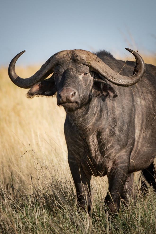 BLM NSANLARI OK YAKLATI    Yaban kzlerinin ?tr diriltimi? iin devam eden abalar, genetik mhendislii gerektirmedii iin dier soyu tkenmi trler iin yaplanlardan farkldr. Yaban kzlerinin DNA'larnn ou modern sr rklarnda yaamaya devam ediyor ve bu da aratrmaclar geri-reme ad verilen alternatif bir yntem denemeye sevk ediyor. Geri reme, yaban kzlerininkine benzeyen fiziksel zelliklere ve davranlara sahip ineklerin seilmesini ve yetitirilmesini ierir.    Bir ekolog olan ve yaban kz projesini yneten Taurus Vakf'nn direktr Ronald Goderie, Live Science'a yapt aklamada, bunlarn ncelikle nispeten vahi koullarda tutulan Gney Avrupa rklar olduunu syledi. Goderie, merkezi Hollanda'da bulunan projenin alt nesilden fazla inek rettiini ve yaban kz benzeri bir inek retmeye ?ok yaklatn? syledi.