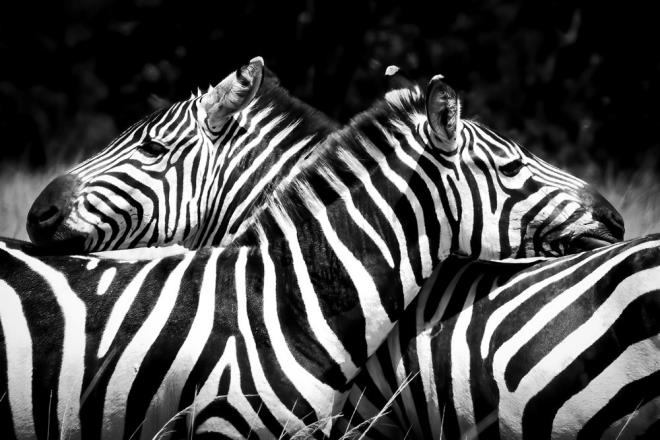 6. QUAGGA    Quagga (Equus quagga quagga), en yaygn dalm gsteren zebra tr olan ova zebrasnn (Equus quagga) soyu tkenmi bir alt trdr. Quaggalar Gney Afrika'ya endemikti ve arka taraflarnda dier zebralara gre daha az izgileri vard. Sra d postlar nedeniyle avclar ve dier hayvanlarla rekabet etmeden iftlik hayvanlarn otlatmak isteyen iftiler tarafndan hedef alndlar.    19'uncu yzyldaki amansz zulm, quaggalarn vahi doada soyunun tkenmesine neden oldu ve tutsak edilen son quagga 1883 ylnda ld. University College London'a (UCL) gre, sadece yedi quagga iskeleti kalmtr ve bu da onlar dnyadaki en nadir iskeletler haline getirmektedir.