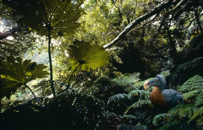 2. DODO    Dodo (Raphus cucullatus), Madagaskar aklarnda bir ada olan Mauritius'a zg byk, uamayan bir ku tryd. Dodolarn soyu 17. yzylda Avrupa kolonizasyonunun dorudan bir sonucu olarak tkendi ve bu nedenle insan kaynakl yok oluun bir simgesi haline geldi.    Mauritius hkmetine gre, 1598 ylnda Mauritius'a gelen smrgeciler yanlarnda fareler, kediler ve hatta maymunlar da dahil olmak zere bir dizi yerli olmayan tr getirdiler. Bu hayvanlar dodo yuvalarndaki yumurta ve yavrular yamalayarak adadaki ku saysn sadece birka yl iinde kritik seviyelere indirdi. Ormanszlama ve insanlarn dodolar avlamasyla birlikte, tr 1681 ylnda tamamen yok oldu.