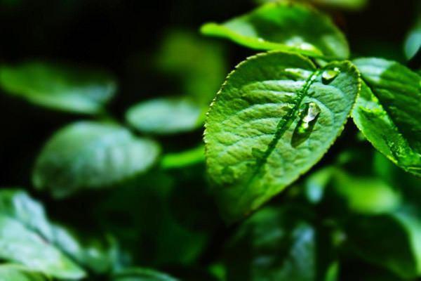 - arpma yada dme sonucu oluan morluklar hemen gemiyorsa zeytinya ve ay aac yan kartrn ve moraran blgeye srn morluklarn hemen yok olduunu greceksiniz.  <br>  - Doal ve etkili yntemlerden biridir. Sedef ve egzama gibi deri sorunlarnda alternatif olarak kullanlabilir.