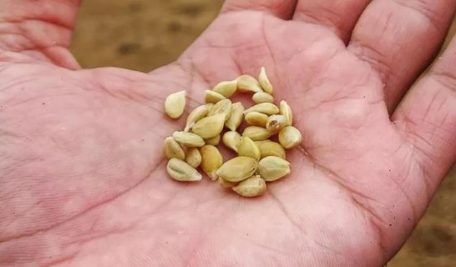 Gl antibakteriyel zellii sayesinde idrar yollarn temizleyerek nemli lde isdrar yolu enfeksiyonunu giderici etkisi bulunuyor.