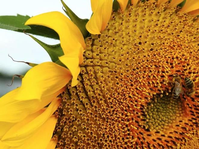 Ayn ekilde ayiek ya da daha ucuz ve dk kaliteli kanola, msr, fstk, pamuk, soya yalar ile tai yaplr. zellikle soya ve fndk gibi alerjen gdalarn yann eklenmesi ve etiketlerde bunun belirtilmemesi, alerjisi olan insanlar iin ciddi salk sorunlarna yol aabilir.