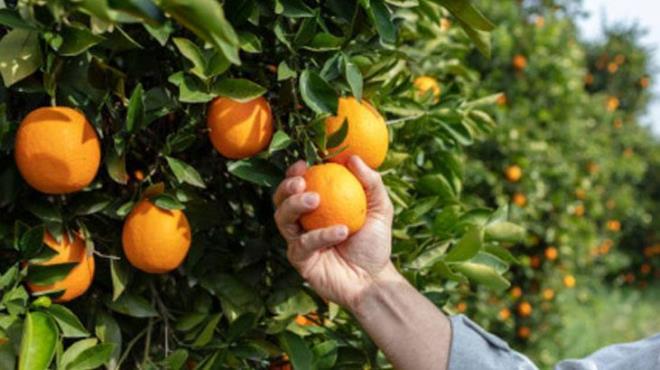 Portakal veya greyfurt  <p>  Narenciye dilimleri, suya tat katarken bol miktarda C vitamini ve antioksidan verecektir. Bu meyveler limonun farkl aromalar gibi dnlebilir. Baklk sisteminizi glendirerek vcuttaki toksinleri, demi atmaya yarayacaktr. Ayn zamanda baz besinleri ayn suyun ierisinde kartrarak besin deerini daha da artrabilirsiniz.