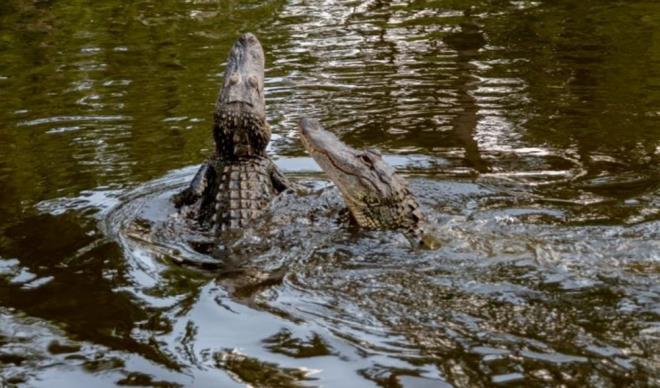 T�MSAH YAKALAYICILARI    �zellikle Florida gibi b�lgelerde, timsahlar�n tehlikeli olabilece�i durumlarda bu profesyoneller g�rev al�r ve timsahlar� g�venli bir �ekilde yakalarlar.
