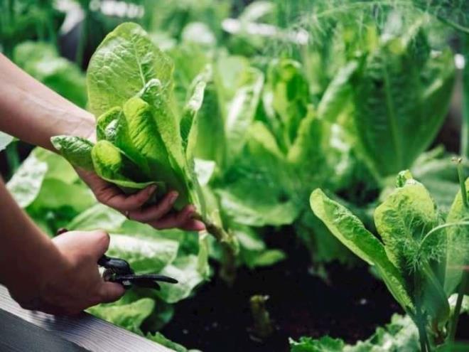 Ispanak, salk asndan nemli bir risk olan phtlamay yavalatr, kalp ve damar hastalklarna kar koruma salar.  Yksek tansiyonu drmede faydaldr.  Zengin lif miktar ile kabzl nler.