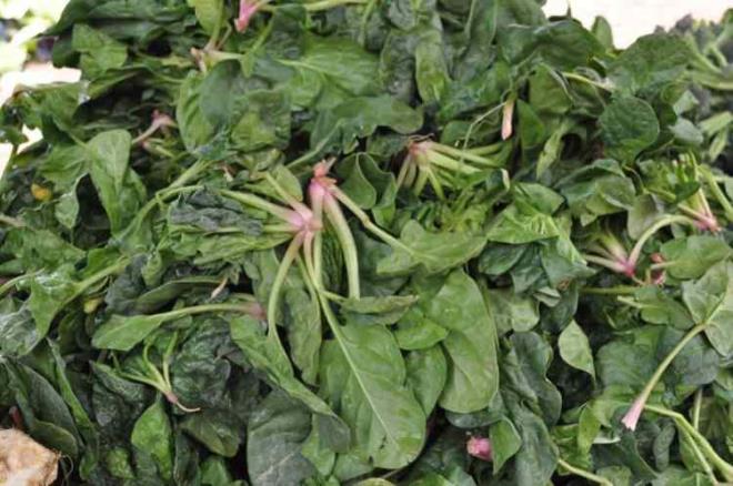 Ispanak bol miktarda C, E ve B vitaminleri, magnezyum, demir ve kalsiyum ierir. Bu nedenle besin deeri yksektir.