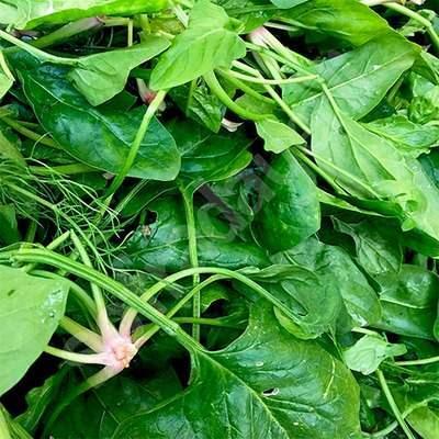 Vcudun kan yapmna katkda bulunur.  Ispanan bir dier nemli etkisi ise kansere kar koruyucu etki gstermesidir.