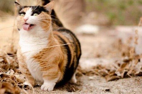 Hayvanlar aleminden komik kareler