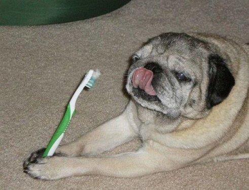 Hayvanlar aleminden komik kareler