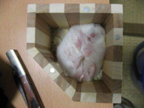 Hayvanlar aleminden komik kareler