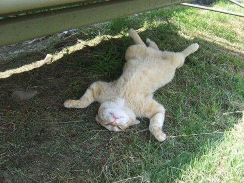 Hayvanlar aleminden komik kareler