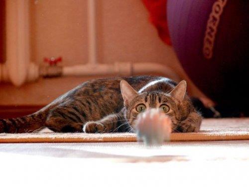 Hayvanlar aleminden komik kareler