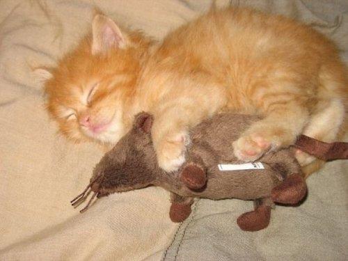 Hayvanlar aleminden komik kareler