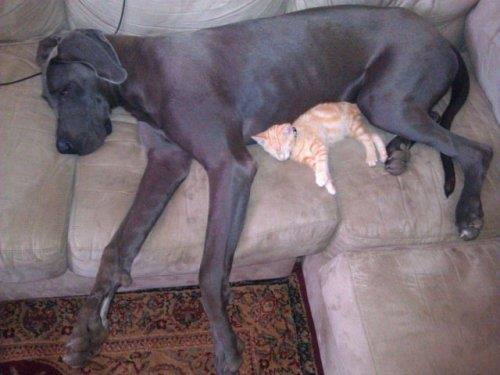 Hayvanlar aleminden komik kareler