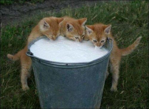 Hayvanlar aleminden komik kareler