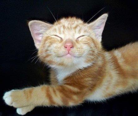 Hayvanlar aleminden komik kareler