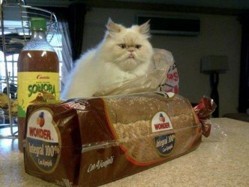 Hayvanlar aleminden komik kareler