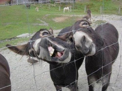 Hayvanlar aleminden komik kareler