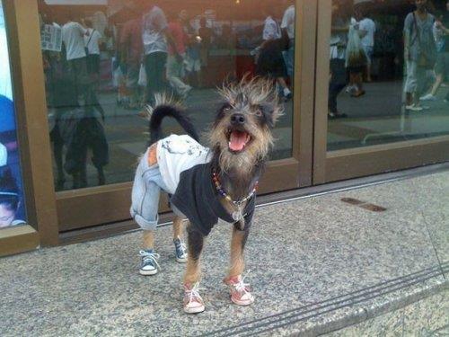 Hayvanlar aleminden komik kareler