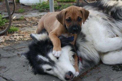 Hayvanlar aleminden komik kareler