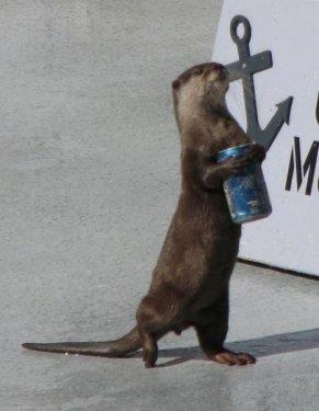 Hayvanlar aleminden komik kareler