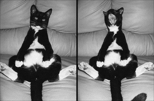 Hayvanlar aleminden komik kareler