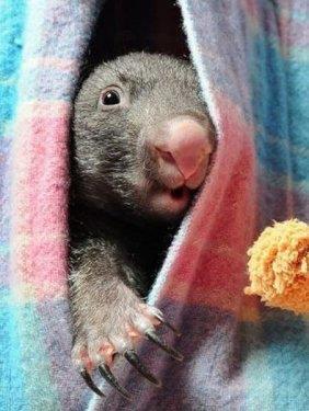 Hayvanlar aleminden komik kareler