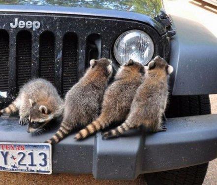 Hayvanlar aleminden komik kareler