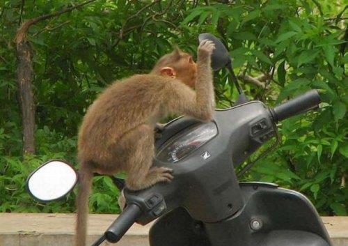 Hayvanlar aleminden komik kareler