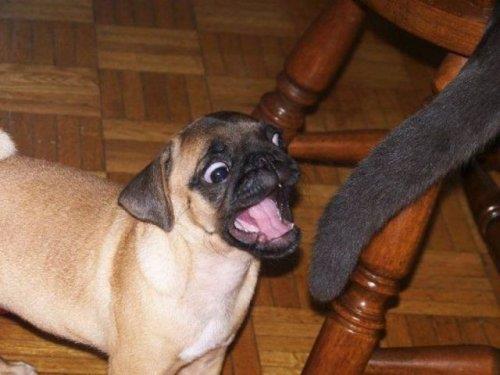 Hayvanlar aleminden komik kareler