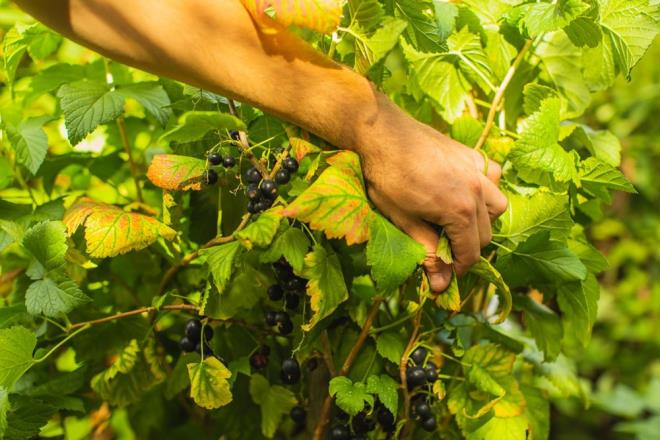 Profesr Willems, "Antosiyaninin grnen mr boyunca sal etkilemek iin anlaml potansiyelinin yzeyini kazyoruz. Bir ekilde frenk zm bileikleri kan damarlarn daha salkl ve gen yapyor" dedi.