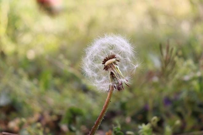 Hindiba, genellikle sar iekleri olan ve hava ile temas ettiinde tohumlarn datan bir bitkidir. Latince ad "Taraxacum" olan bu bitki, genellikle bahelerde ve ak alanlarda grlr. Hindibann yapraklar, salatalarda ve aylarda kullanlabilir; ayrca salk faydalar olduu dnlr. Geleneksel tpta, sindirim sorunlar ve karacier sal gibi konularda kullanlabilir.
