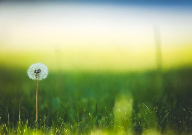 Gzellik ve Cilt Bakm:<br>    Cilt rnleri: Antioksidan zellikleri nedeniyle baz cilt bakm rnlerinde yer alabilir.    Bahecilik:    Ss Bitkisi: Bahelerde veya iek tarhlarnda dekoratif amalarla yetitirilebilir.  Hayvan Yemi:    Hayvanclk:    Baz hayvan trleri iin besin kayna olarak kullanlabilir.