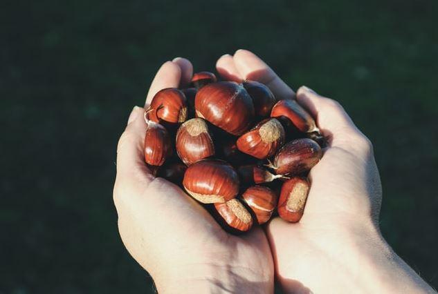 KESTANE KABUUNUN SUYUNDA FA VAR!    Kestane kabuklarn suda halayp suyundan faydalanabilirsiniz. Bu suyun faydalar yle sralanmaktadr: