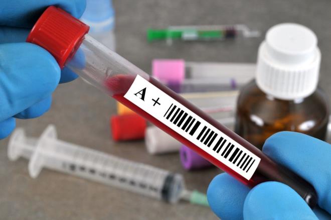 2022 ylnda yaplan bir almada, genom aratrmaclar A1 alt grubuna ait gen ile erken yata fel geirme riski arasnda belirgin bir iliki kefetti.