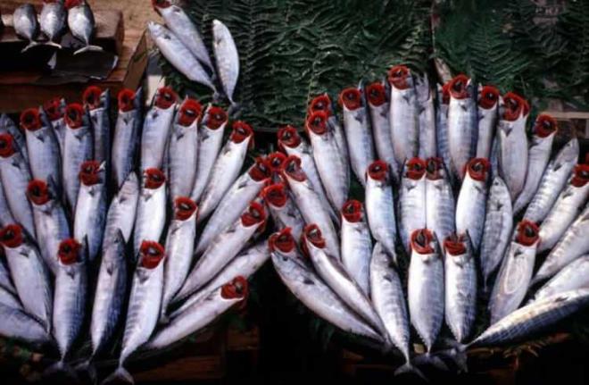 Eer solungalar koyu krmzya dnmse bayatlam demektir. Ayrca mutlaka baln pullarnn parlaklna da dikkat edin. Baln derisi ve pullar mutlaka parlak grnmelidir.