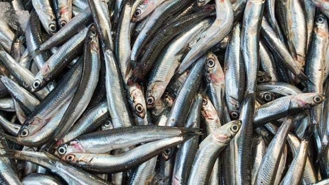 KARIN KISMI BU EKLDEYSE ALMAYIN!    5-Ayn zamanda baln karn ksm buruuk bir ekilde duruyorsa asla satn almayn. nk taze balklarn karn blgesi temiz olur. Bayat olan baln karn ksm i olup dk ksm grlebilir.