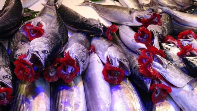 6- Bir dier yntemlerden biri de balklarn solungalarndan bayat olup olmadn anlamak. Eer balklarn solungalar krmz renkli ve nemli ise balk taze demektir.