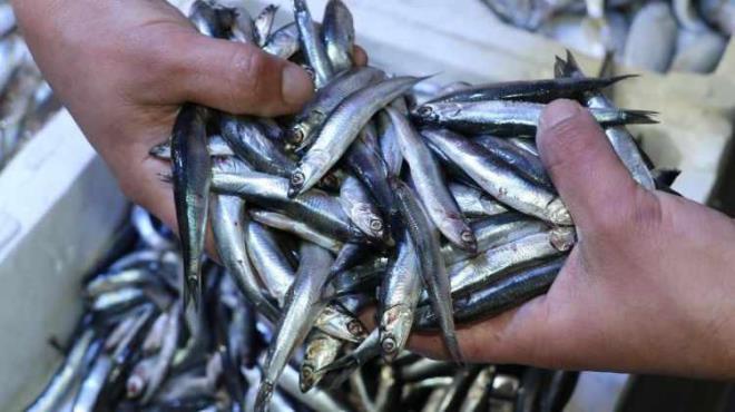 1-Bunun iin byk bir kaba su koyun. Daha sonra aldn bal iine koyun. Eer koyduunuz balk dibe kerse bu aldnz baln taze olduunu gsterir.