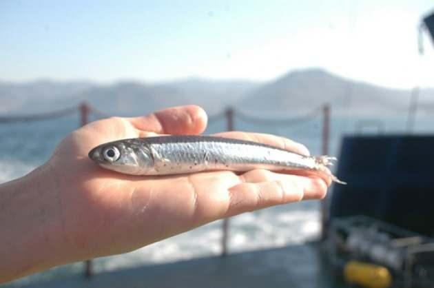 3-Ayn zamanda baln gzbebeklerinin da dnk olmas gerekiyor.