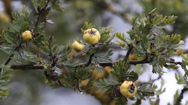 zkan, sz konusu al ve vez meyveleri iyi inendiinde ve ekirdekleri karldnda, bu tr olumsuzluklarn nlenebileceini szlerine ekledi.