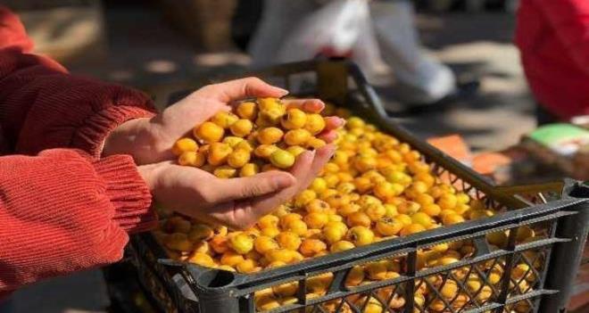 zkan, AA muhabirine yapt aklamada, al ve vez meyvelerinin antioksidan ierii dolaysyla kalp damar sal asndan faydal olduunu belirtti.Sz konusu meyvelerin sindirim sisteminin almasnda faydal olduunu dile getiren zkan, "Ancak ekirdekleriyle ve ok fazla yendiinde, barsakta veya midede dier besinlerle birleip ta haline ya da bezoar dediimiz kitleler haline gelebiliyor." dedi.